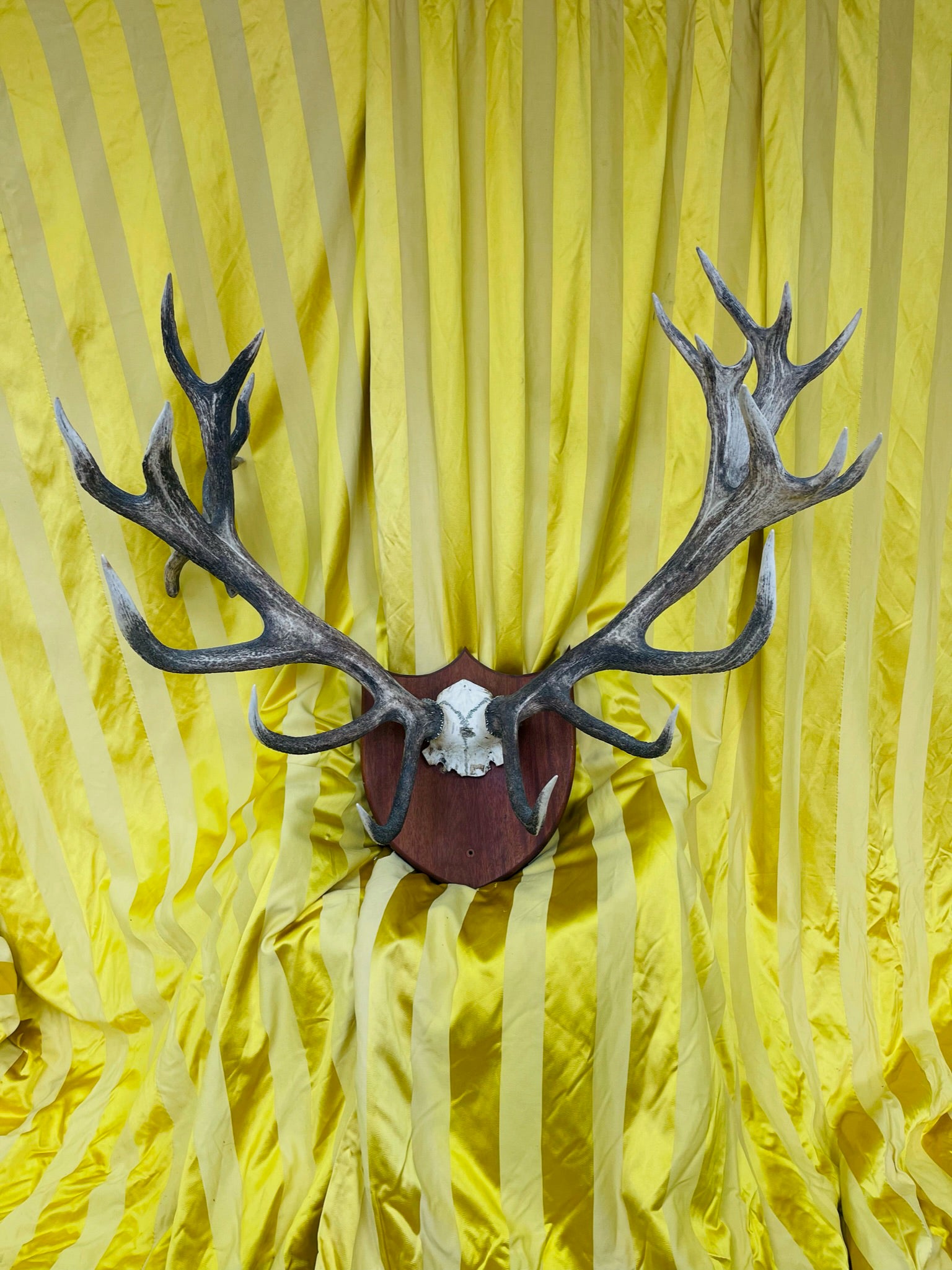 Mounted Red Deer Monarch Antlers 25 Point