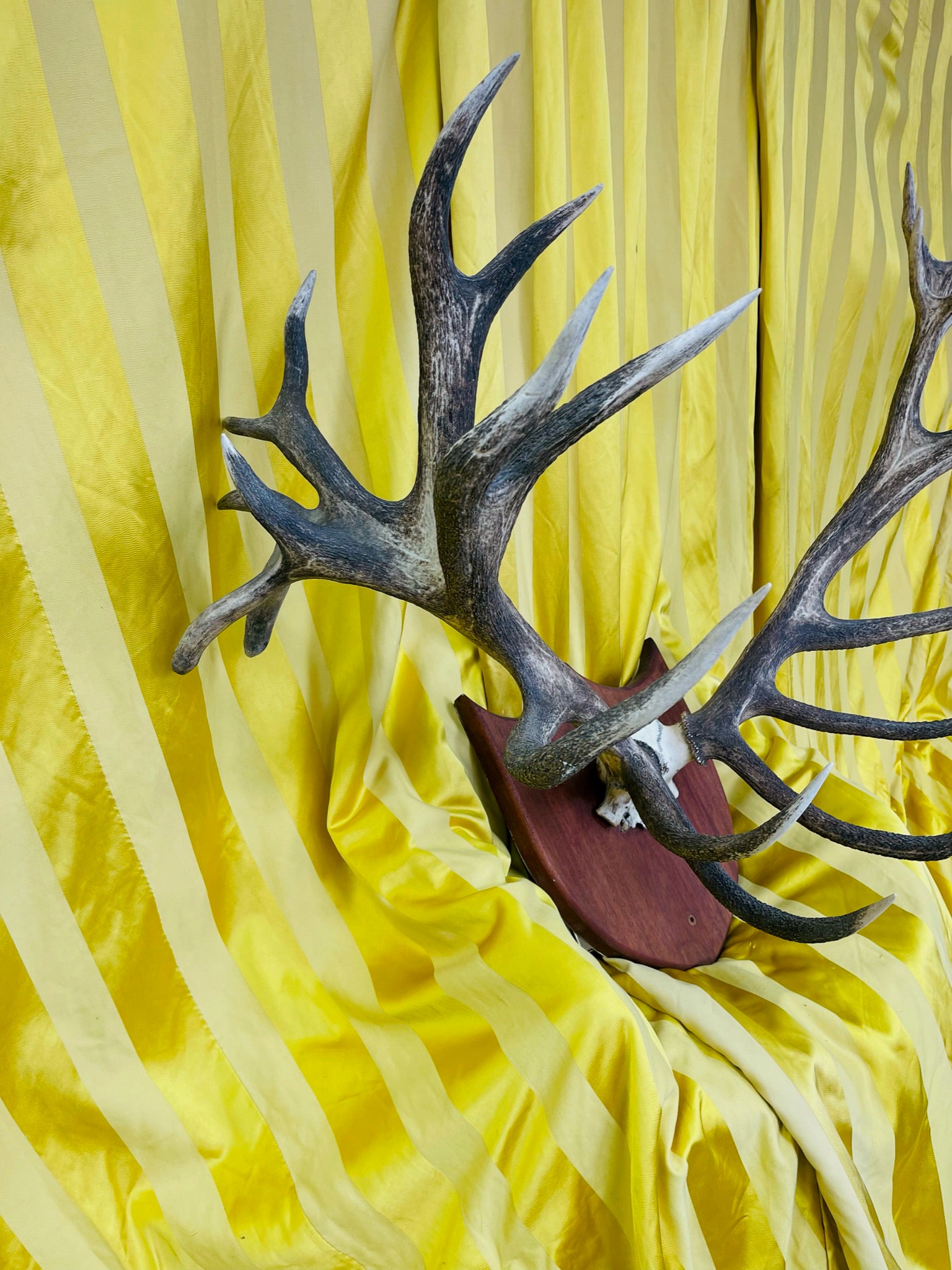 Mounted Red Deer Monarch Antlers 25 Point