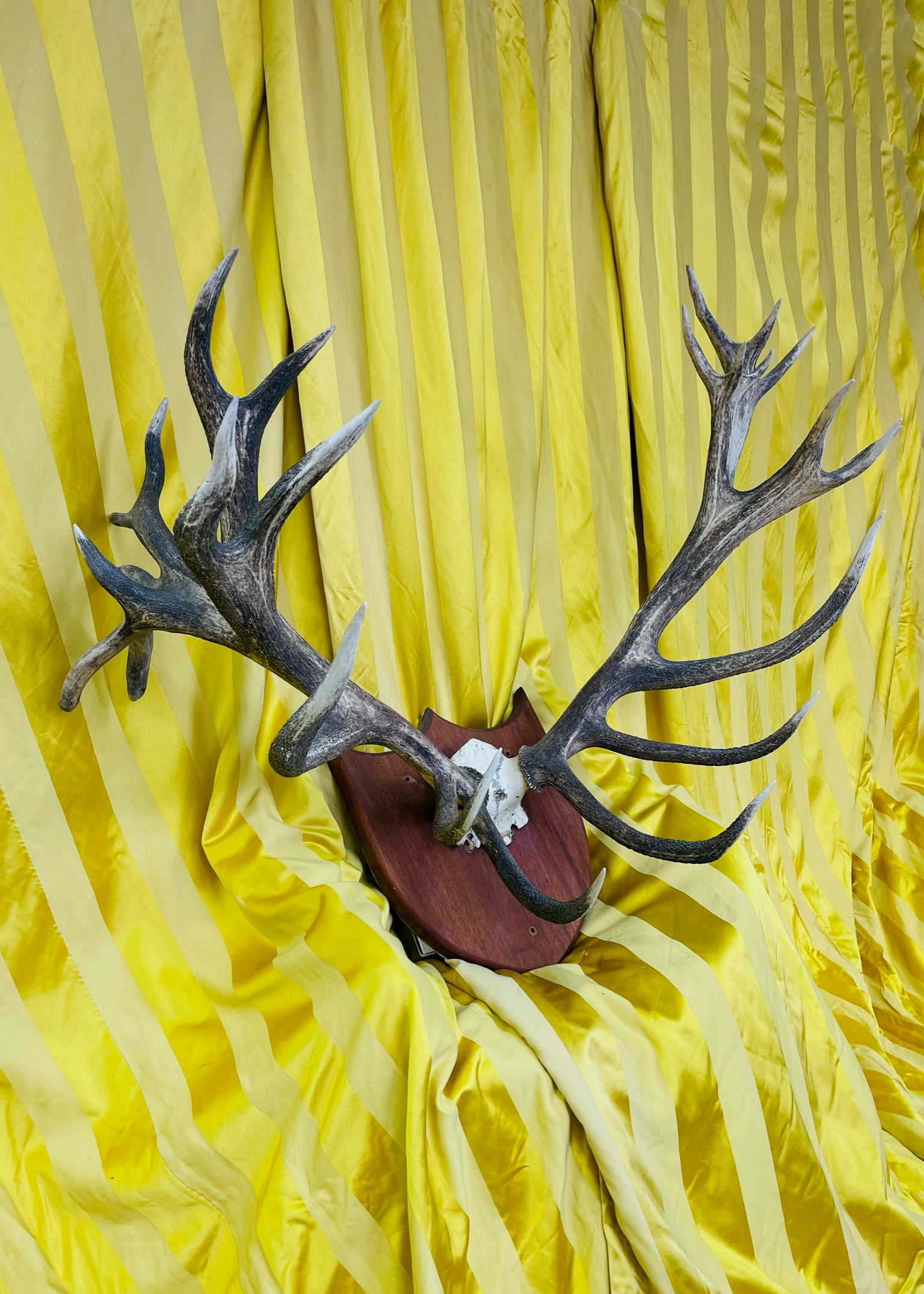 Mounted Red Deer Monarch Antlers 25 Point