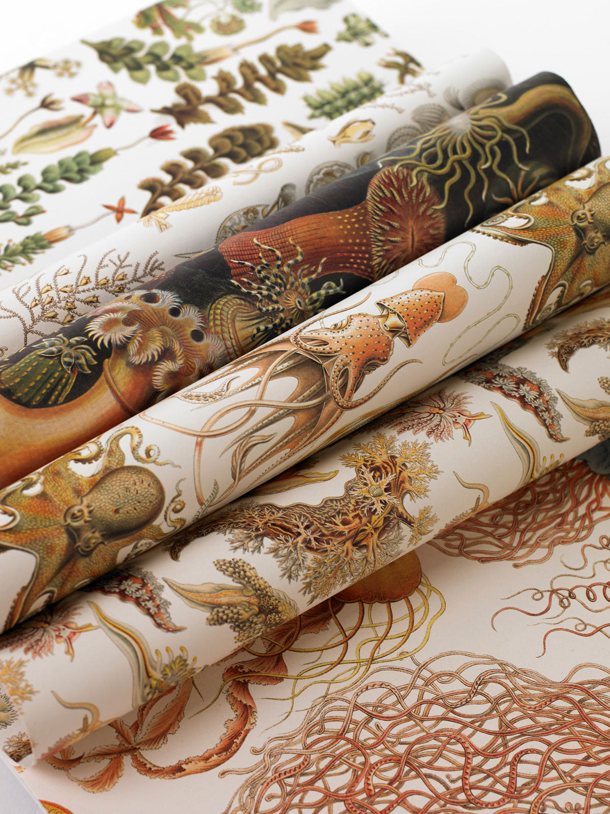 Art Forms in Nature Gift & Creative Paper