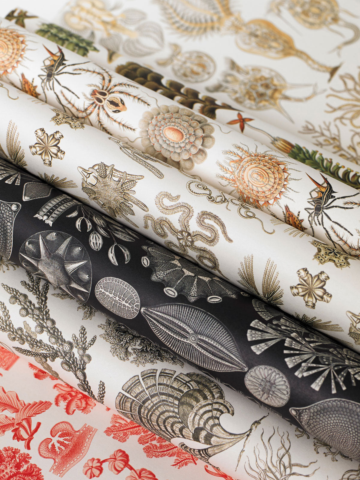 Art Forms in Nature Gift & Creative Paper