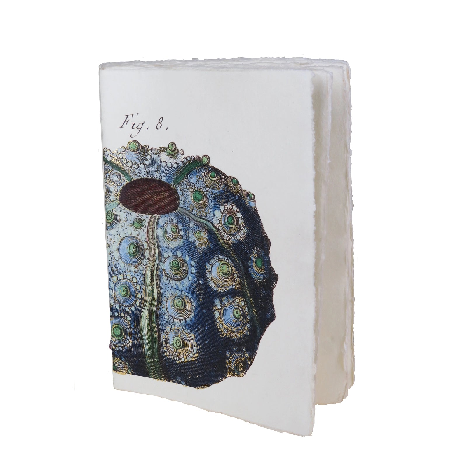 Sea Urchin A5 Parchment Paper Notebook