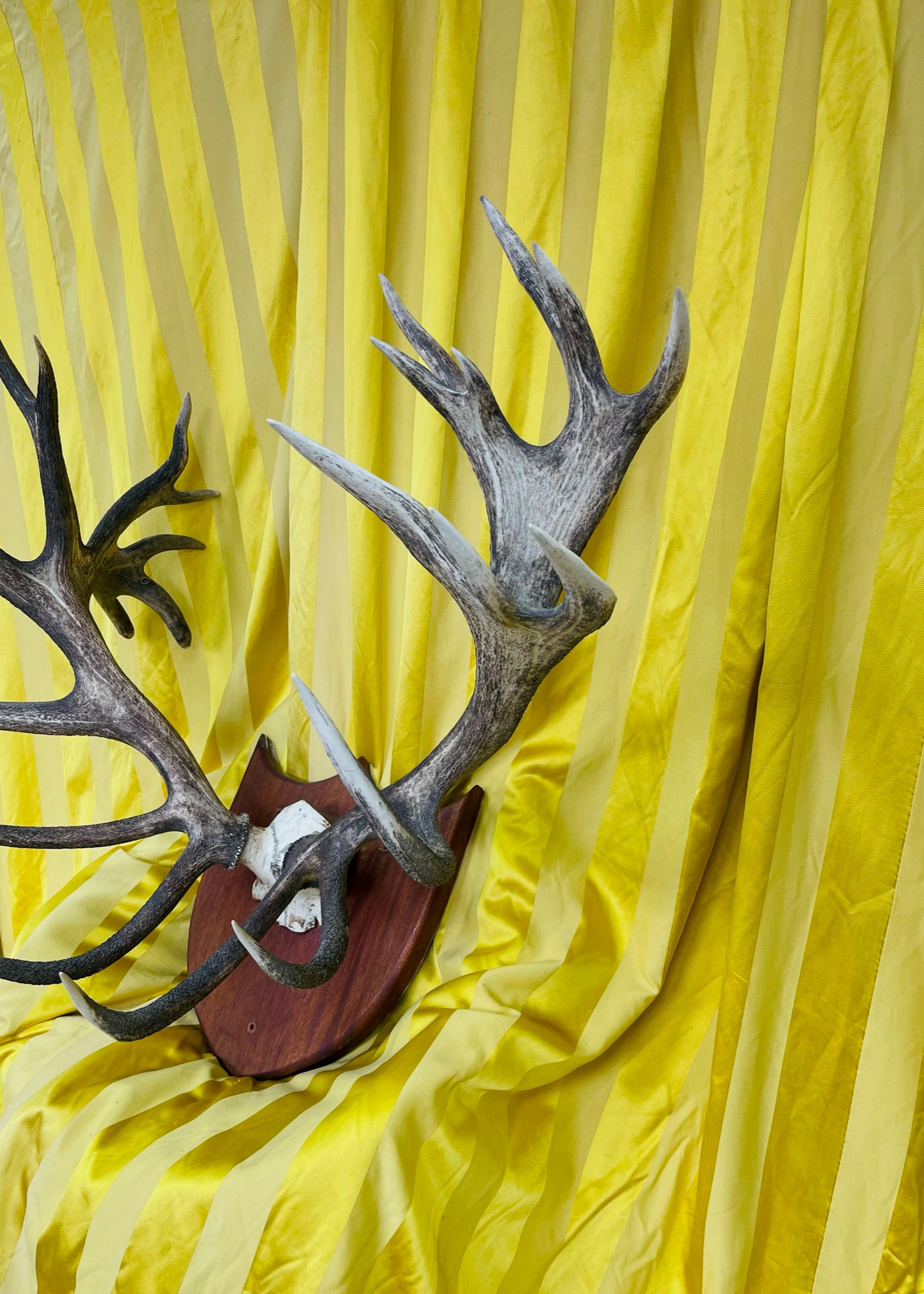 Mounted Red Deer Monarch Antlers 25 Point