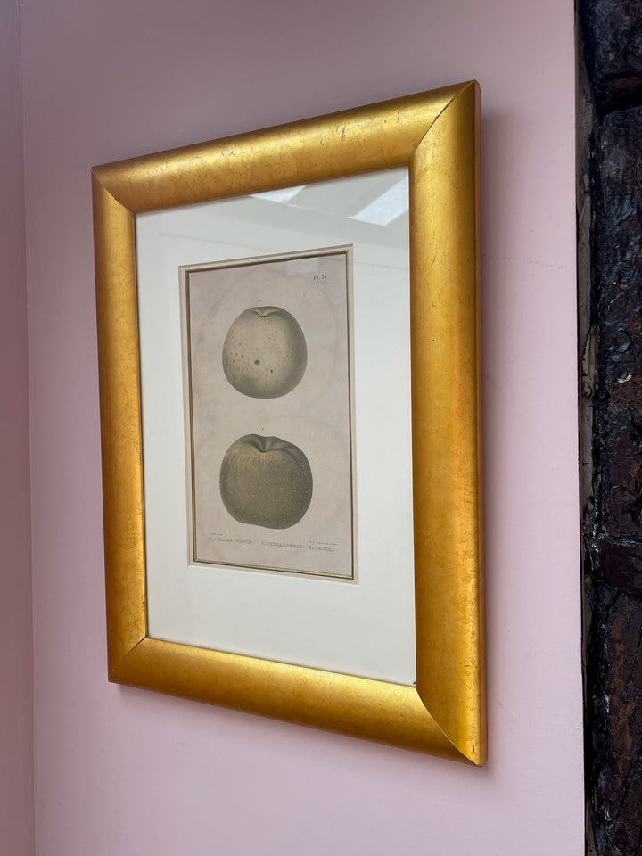 Plate Print Apples in Water Gilded Frame
