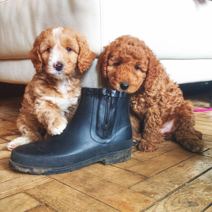 Sulman Wellington Boots in City - 2 Colours
