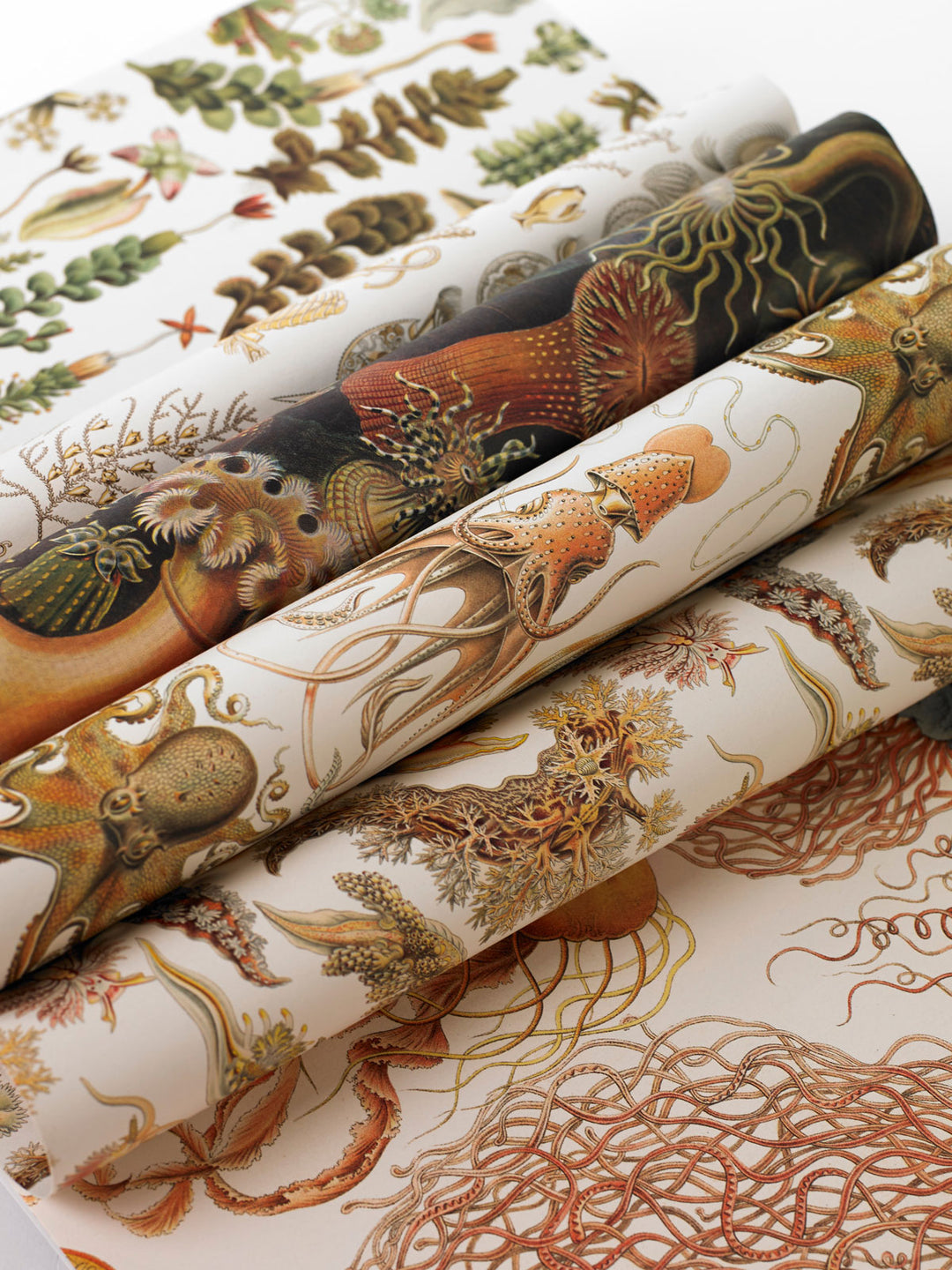 Art Forms in Nature Gift &amp; Creative Paper