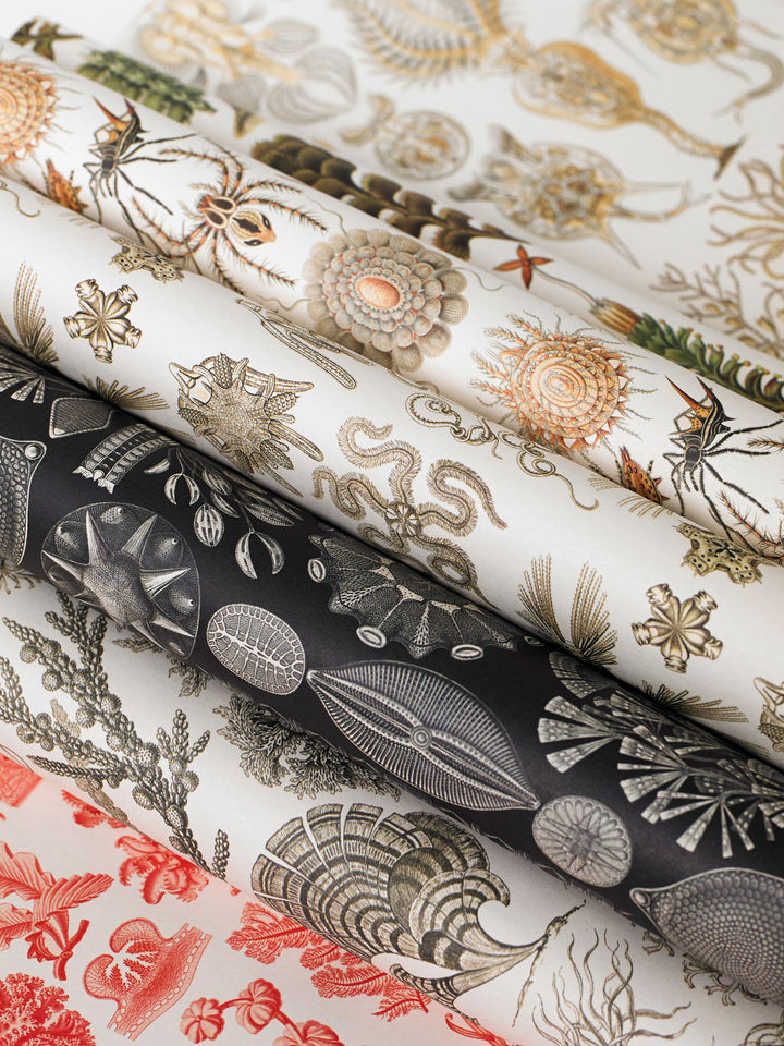 Art Forms in Nature Gift &amp; Creative Paper