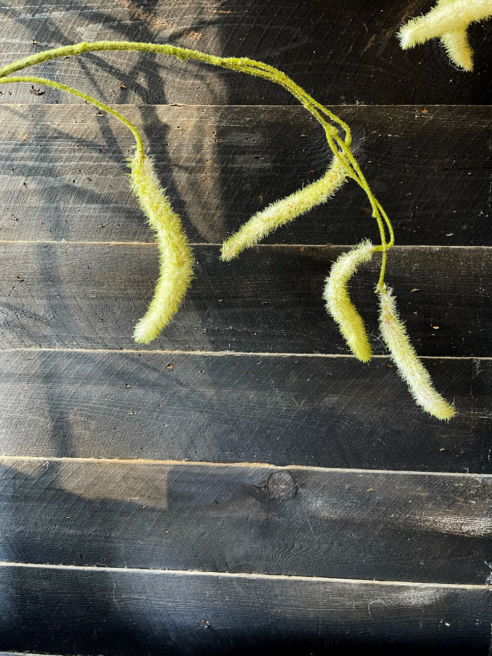 Faux White Amaranthus Stem