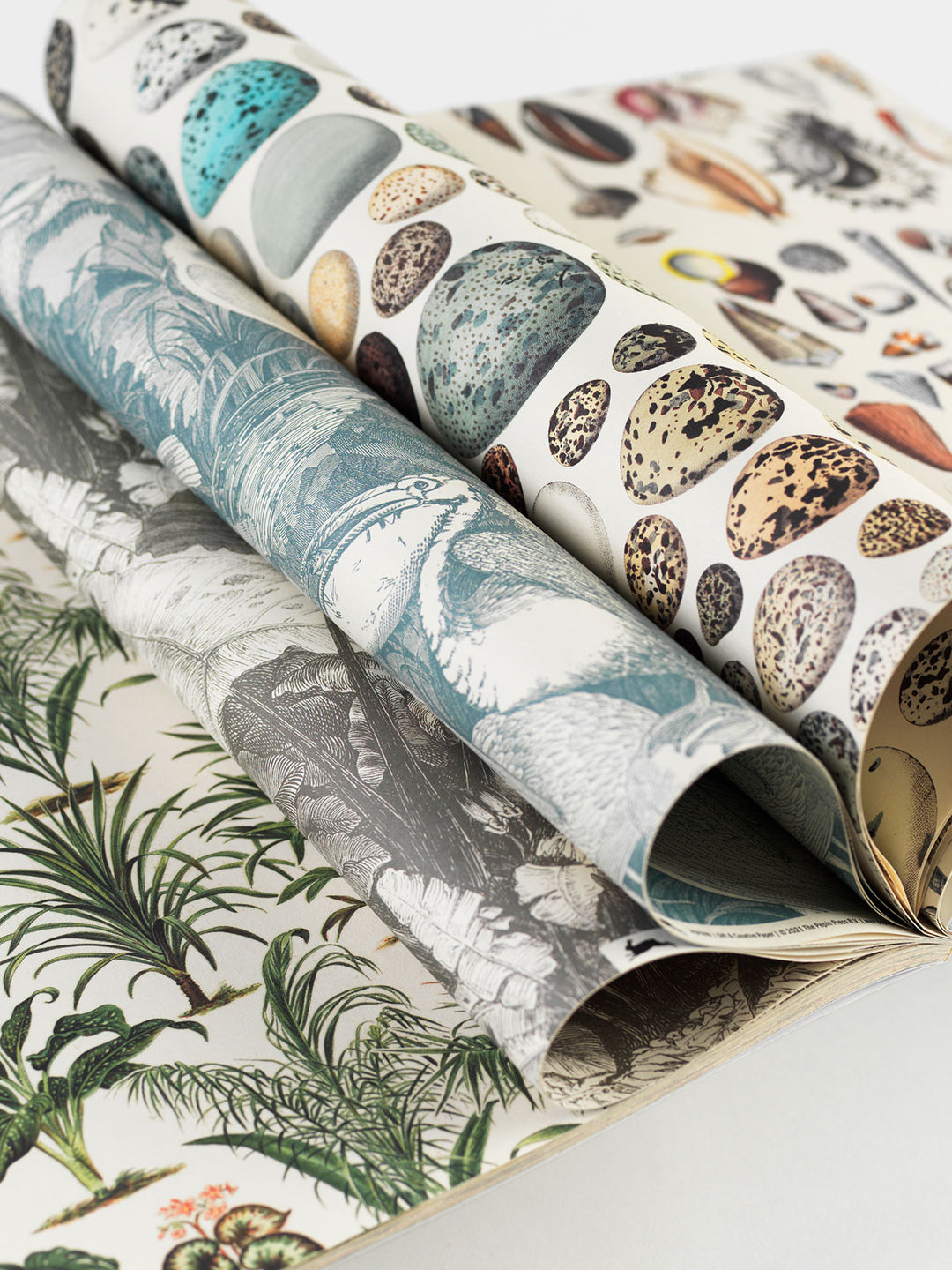Natural History Gift &amp; Creative Paper