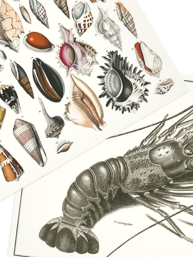 Marine Paper Placemats Pad